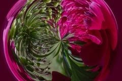 Peony Swirl