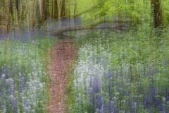 Spring forest walk