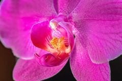 Orchid detail