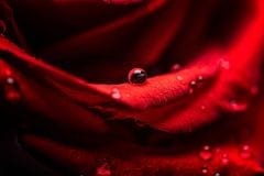 Raindrops on Roses