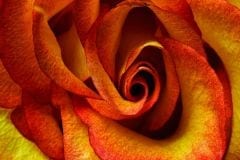 Rose detail