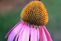 Echinacea and Friend