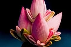 Lotus Arrangement