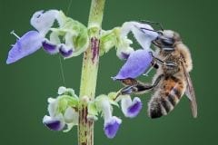 Bombus Impatiens