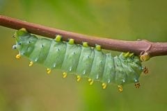 Cecropia Moth Larva