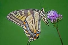 Eastern Tiger Swallowtail
