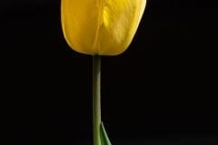 tulip
