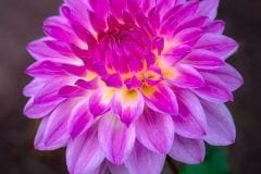 Dahlia April Dawn