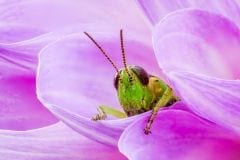 Emerging