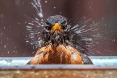 The Bath