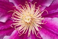 Clematis