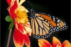 Monarch Butterfly on Dahlia
