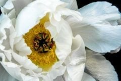 Tree Peony