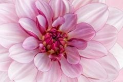 A touch of Fuchsia