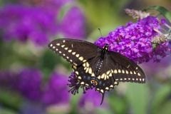 Black Swallowtail on Butterfly Bush