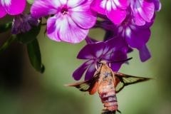 Clear Wing Hummingbird Moth on Purple Phlox