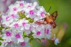 Clear Wing Hummingbird Moth on White Phlox