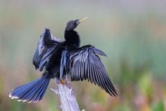 Anhinga