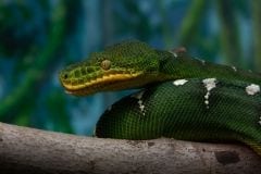 Emerald Tree Boa