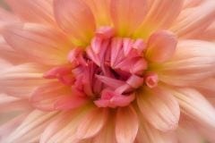 Darling Dahlia