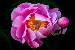 Pink peony with bud