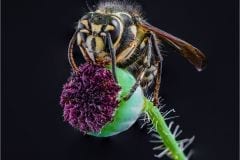 Wasp on seed pod