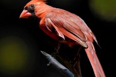 Northern Cardinal