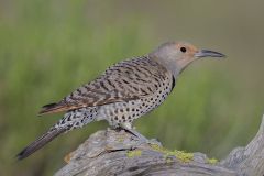 Red Shafted Flicker