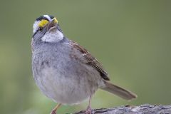 White Throated Sparrow