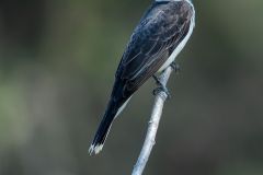king bird