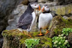 Puffin Pair