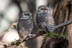 Spotted Owls
