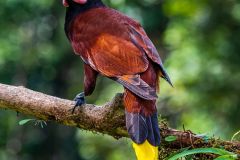 Montezuma Oropendola
