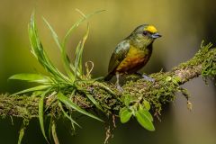 Olive backed Euphonia