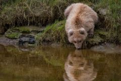 Grizzly Spring Cub