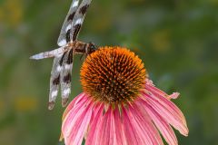 Twelve Spot Skimmer