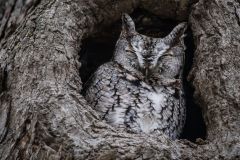 Eastern Screech Owl Gray Morph