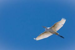 Egret in Flight
