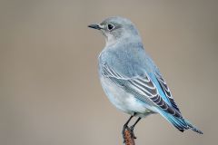 Mountain Bluebird