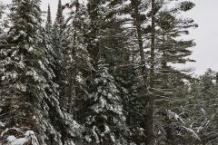 Algonquin Snow