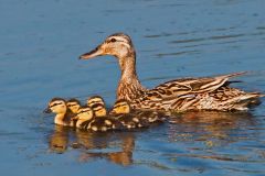 Mallard with Chicks