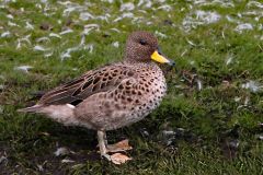 Yellow Billed Teal Falkland Islands