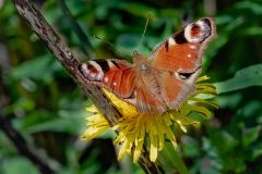 Peacock Butterfly