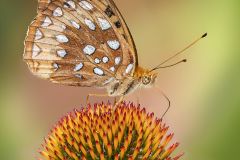 Great Spangled Fritillary