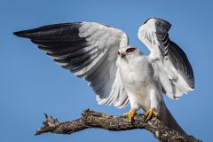 Black-shouldered Kite