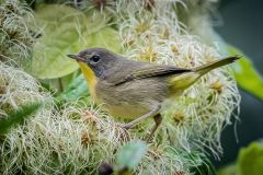 Immature Male Common Yellowthroat