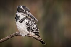 Pied Kingfisher