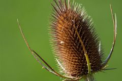 Thistle dried by autumn