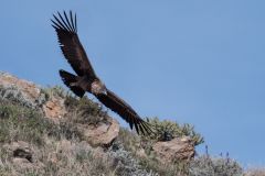 Young Condor