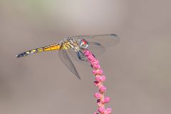 Blue dasher dragonfly female